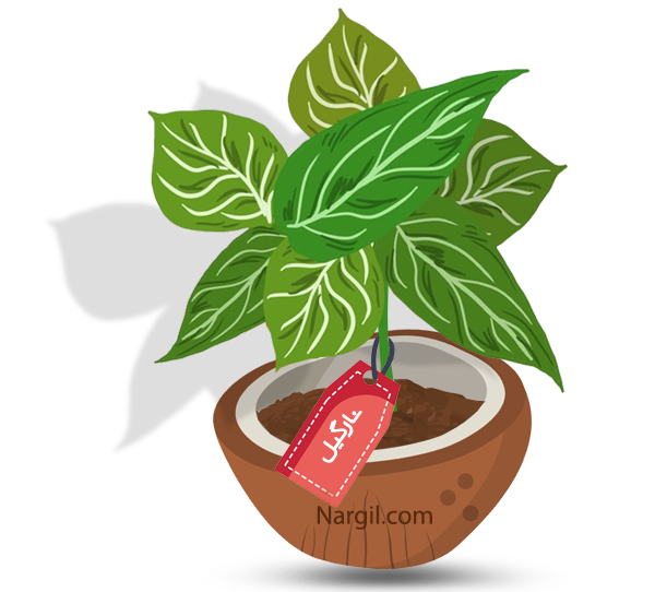  Nargil - Chinese evergreen